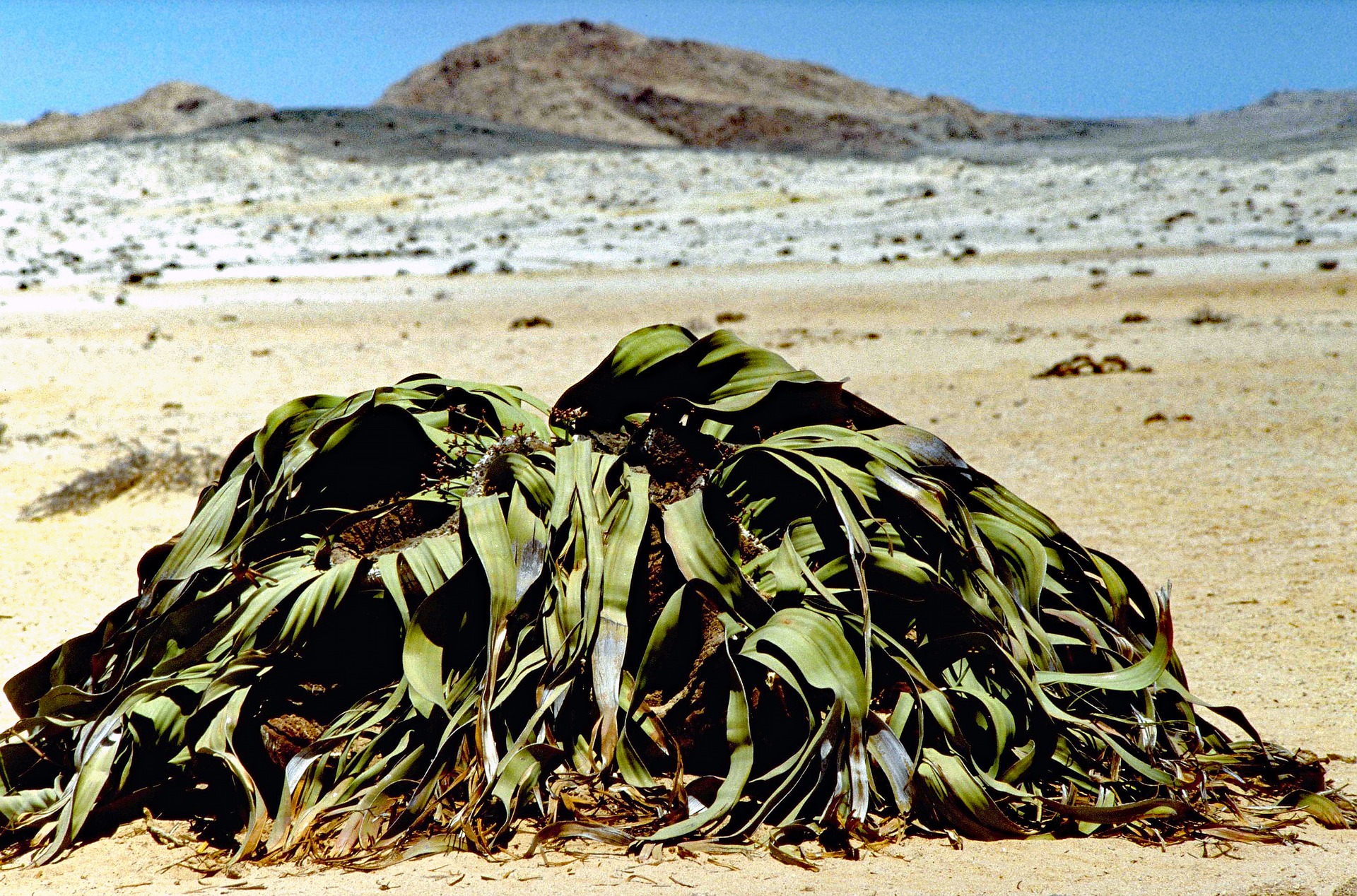 Welwitschia Welwitschia