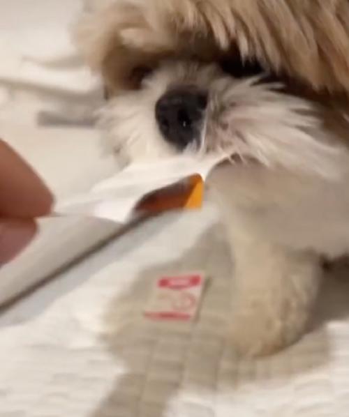 perro album3 perro album3