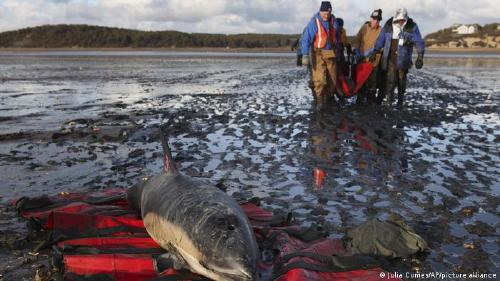 66654285_303 66654285_303