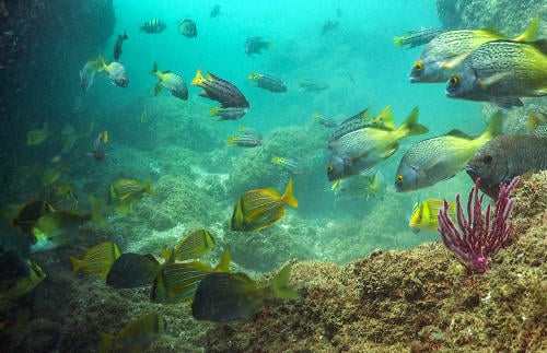 1. comunidad litoral 1. comunidad litoral