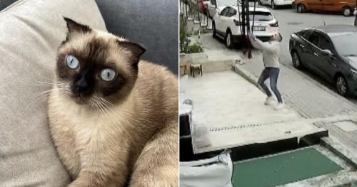 Salvó al gato de su hermana Salvó al gato de su hermana