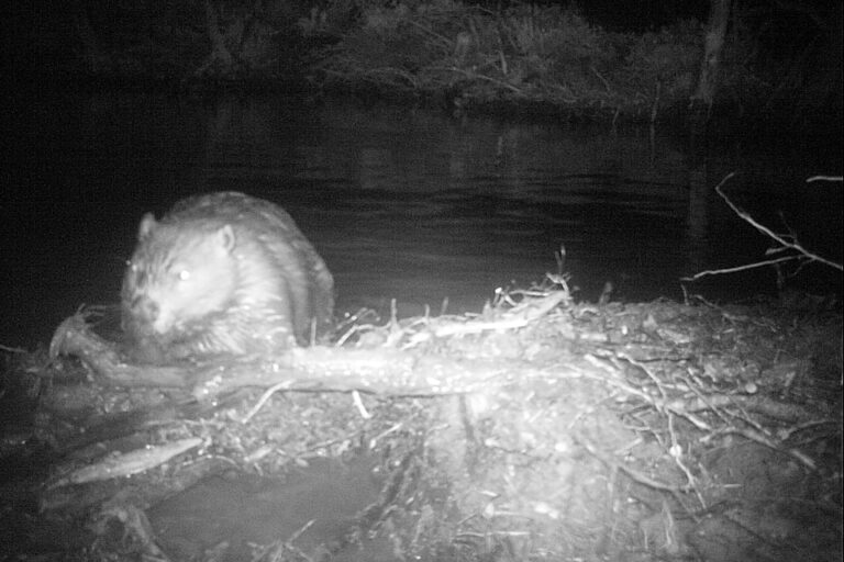 Castor_Lago Robalo_2018 768x512 Castor_Lago Robalo_2018 768x512