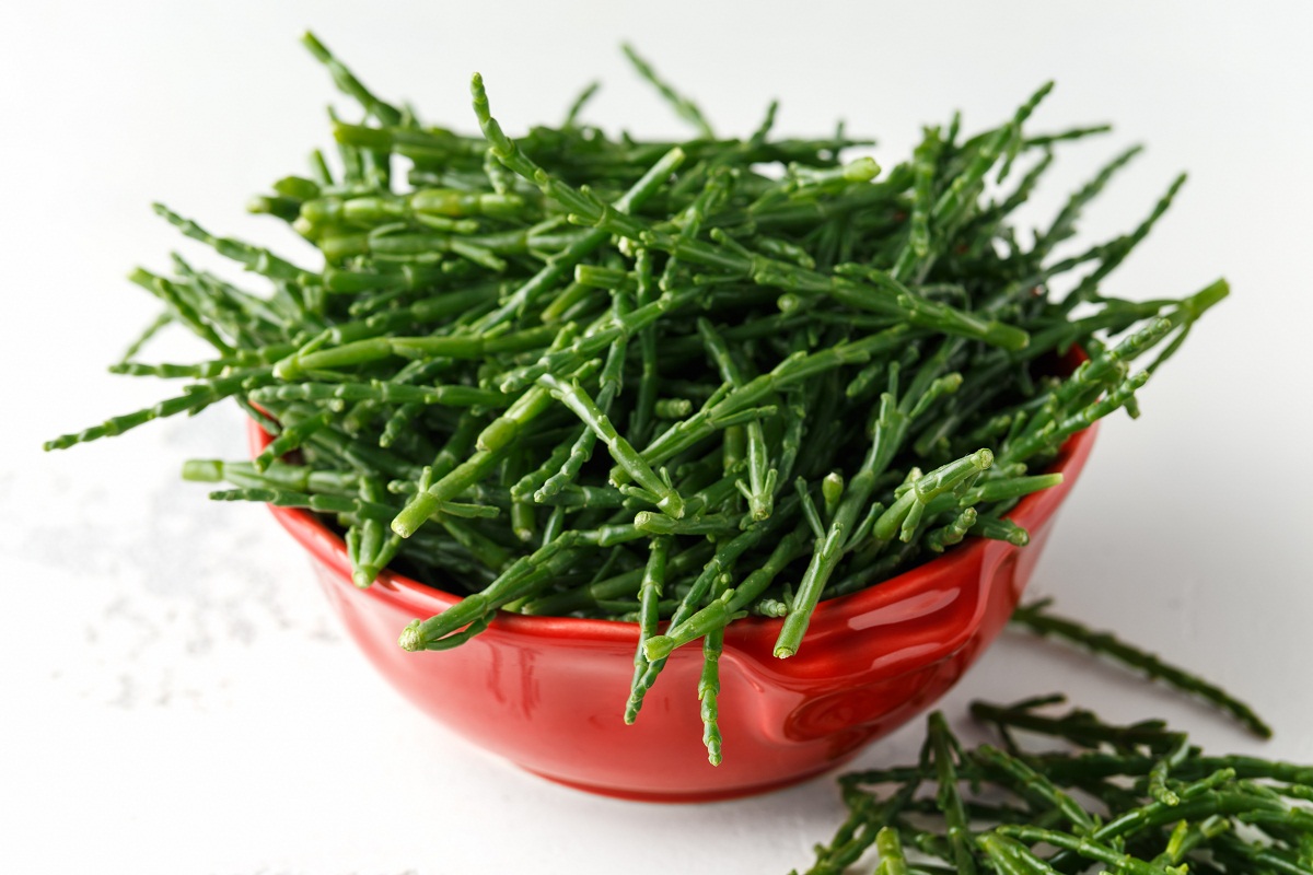 salicornia Salicornia