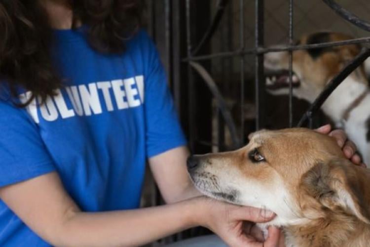 Animales en refugios La participación activa de la comunidad es esencial para apoyar estos esfuerzos. (Créditos: Pinterest)