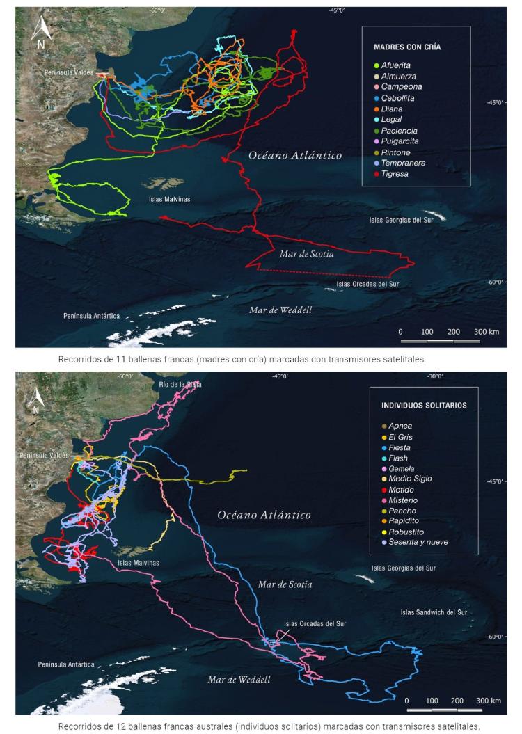 SISMICA 11 Foro 2022 mapa 6 trayectorias ballenas scaled e1677881624397 1456x2048