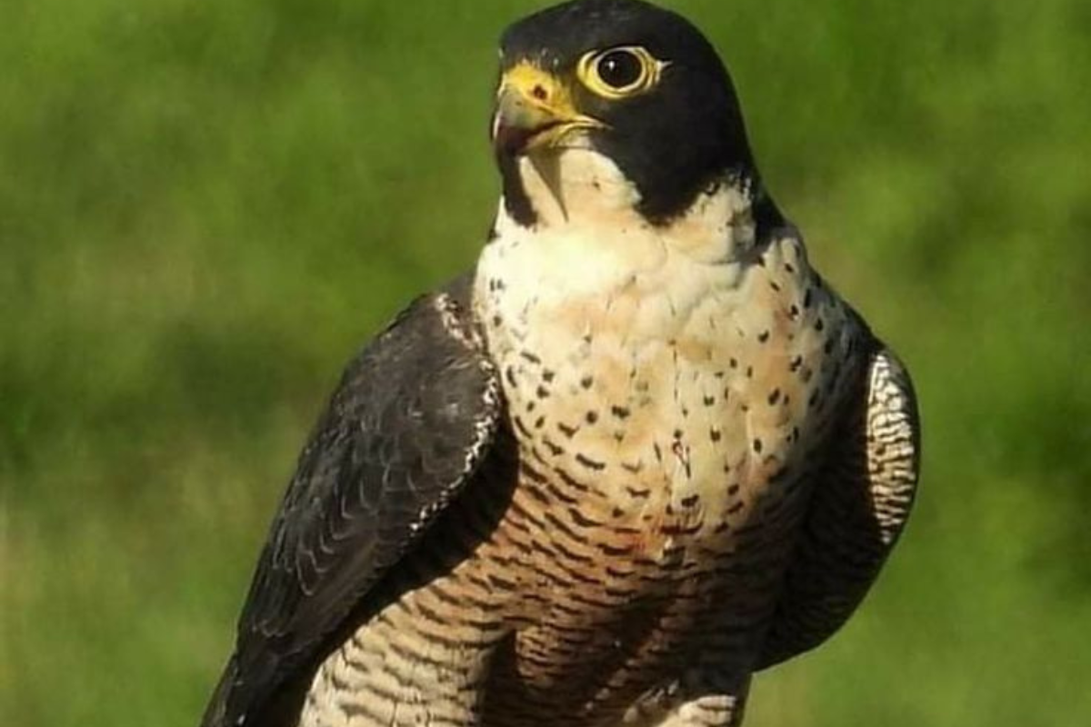 halcon Halcones incendiarios: cuando la naturaleza decide prender fuego se generan escenarios complejos. (Foto: Pinterest)