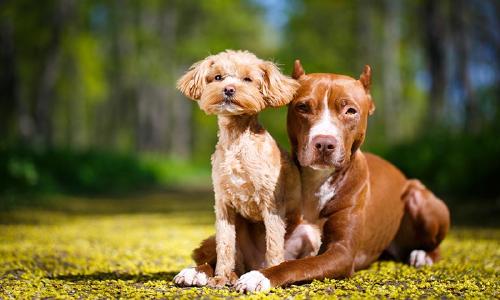 España eliminará la lista de razas de perros peligrosas