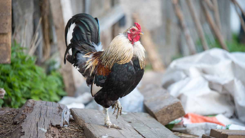 gallo AdobeStock_497447293 gallo AdobeStock_497447293