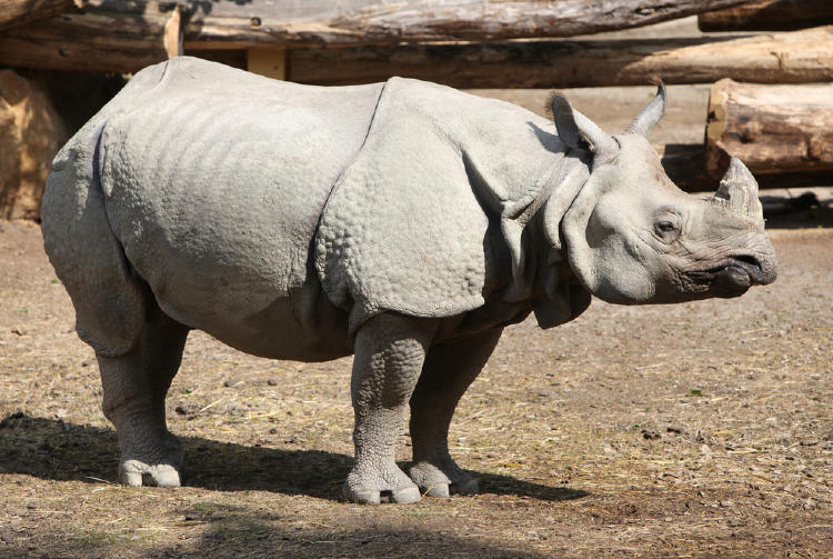 La Sexta Gran Extinción de especies está sucediendo ahora