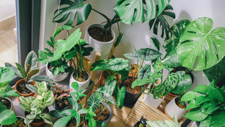 Plantas de interior decoración urban jungle