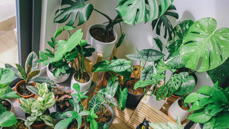 Foto de Huy Phan en Pexels Plantas de interior decoración urban jungle