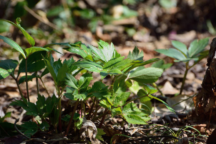 planta japonesa planta japonesa