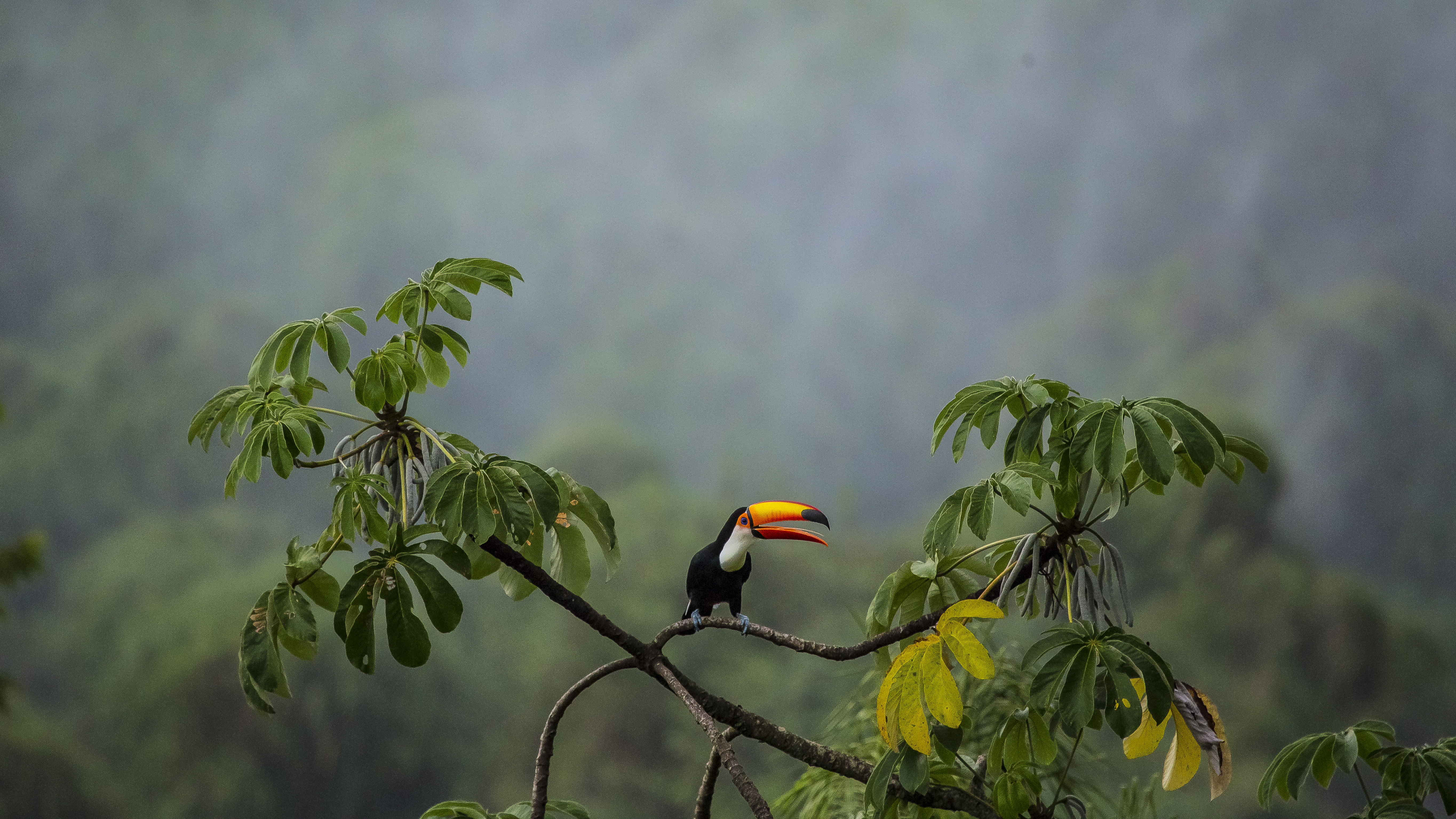 Emilio White(1) Emilio White(1)