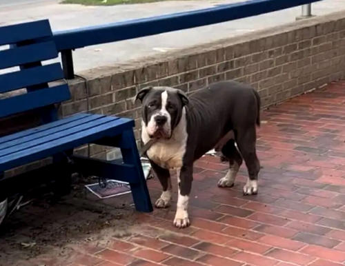 perro parque perro parque