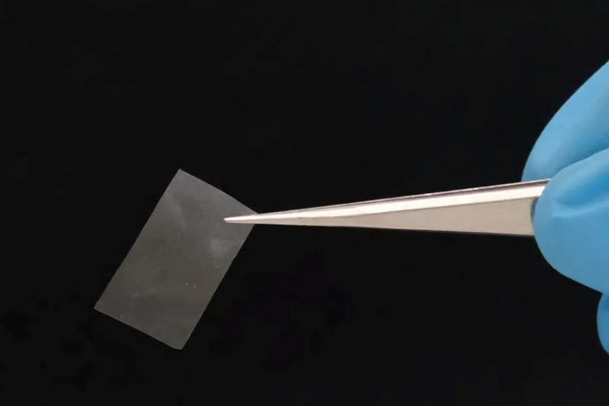 plastico a base de hongos Hecho con hongos y sin tóxicos, este nuevo material podría cambiar el futuro del plástico: es ecológico, reutilizable y seguro para el planeta. (comunidad biologica.com)