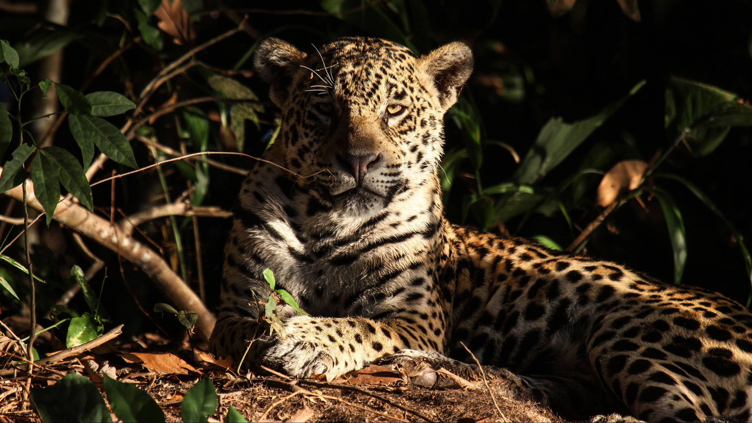 Yaguarete?_(2) Yaguarete?_(2)