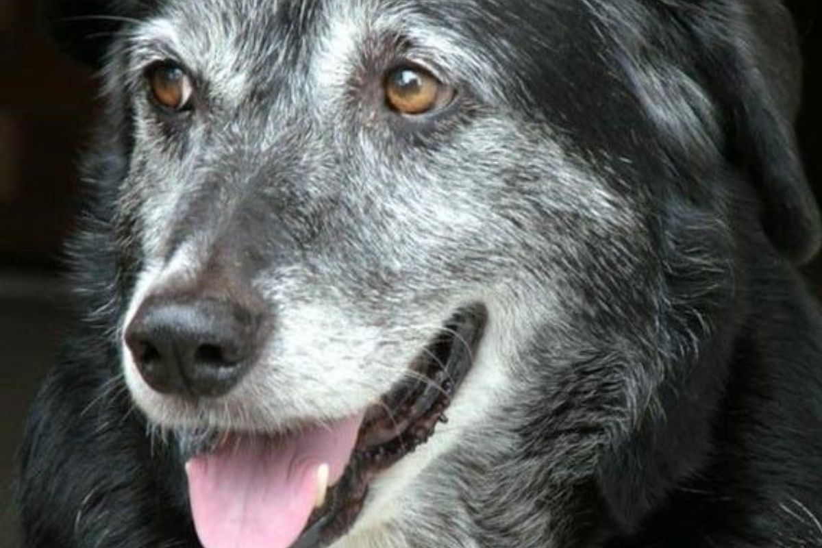 El estudio llamado STAY evalúa el medicamento LOY 002, una pastilla con sabor a carne que se administra diariamente a perros de edad avanzada. (Pinterest)