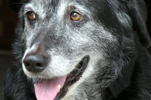 perro anciano El estudio llamado STAY evalúa el medicamento LOY 002, una pastilla con sabor a carne que se administra diariamente a perros de edad avanzada. (Pinterest)