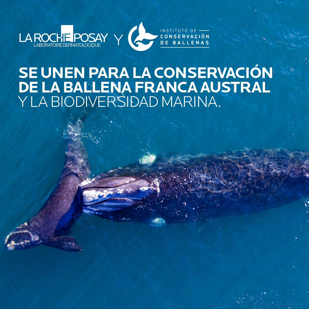 La Roche Posay se une al Instituto de Conservación de Ballenas La Roche Posay se une al Instituto de Conservación de Ballenas