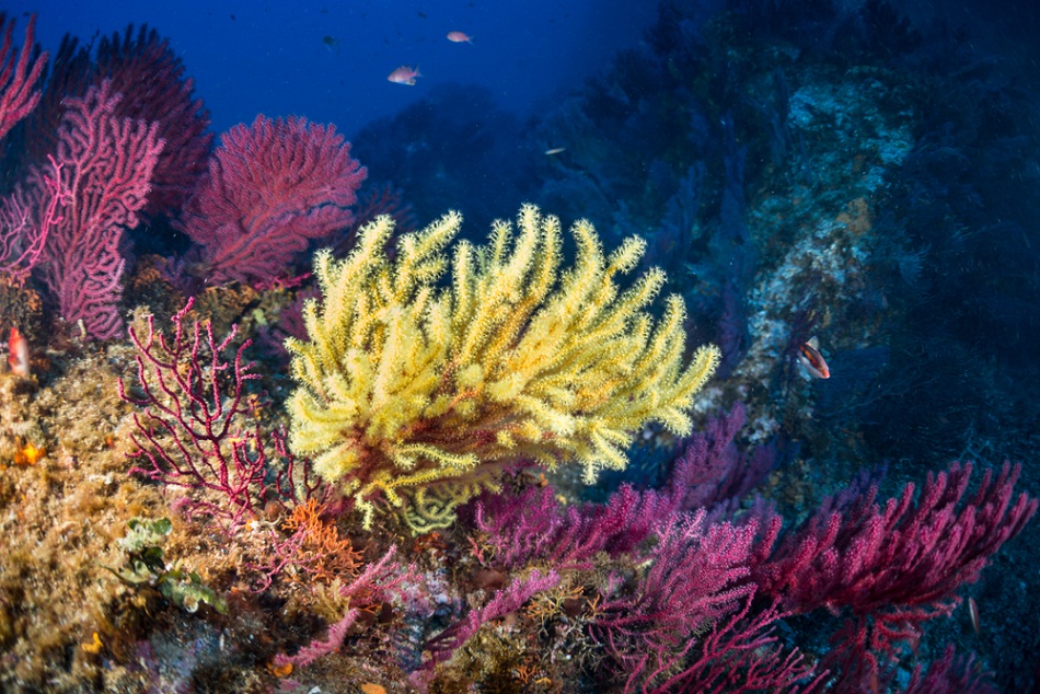 gorgonia marina biodiversidad gorgonia marina biodiversidad