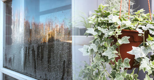 mejores plantas absorver humedad mejores plantas absorver humedad