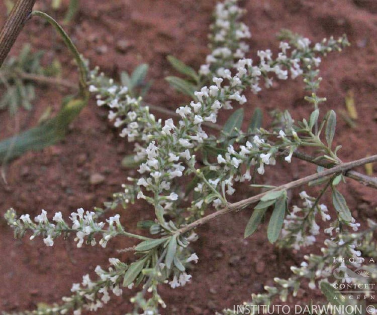 Aloysia gratissima LS 7 (2)