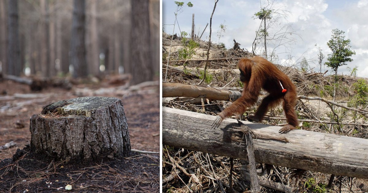 Los bosques de la tierra pierden el equivalente a 40 campos de fútbol por minuto Los bosques de la tierra pierden el equivalente a 40 campos de fútbol por minuto