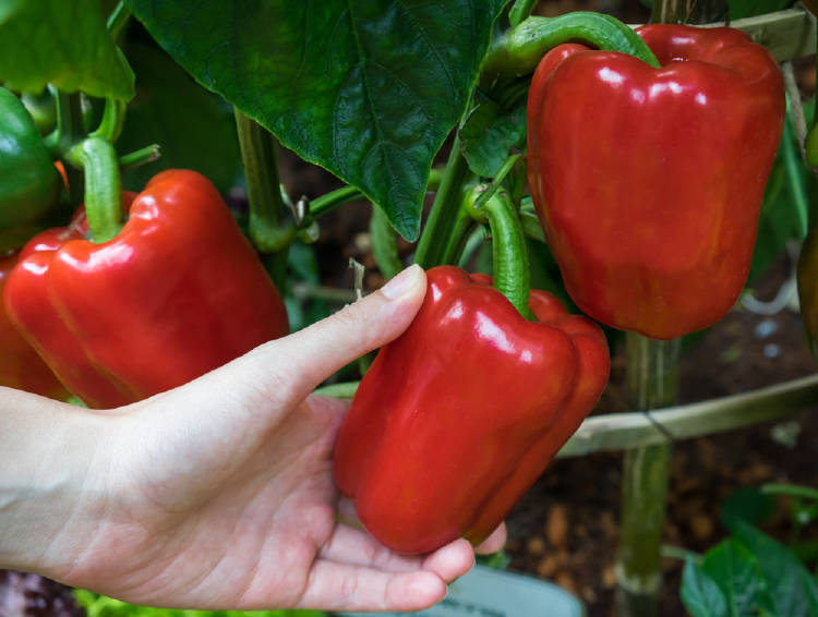 Cultivo de pimiento morrón en maceta