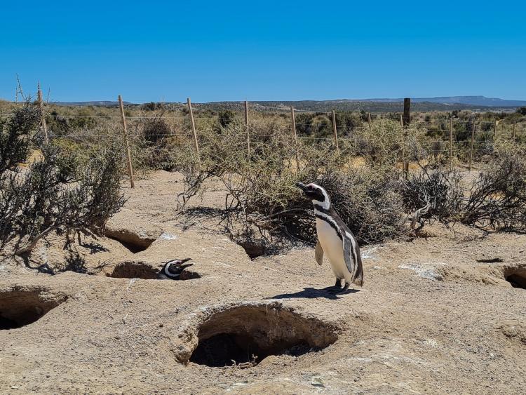  Matanza Colonia Pinguinos Punta Tombo (2) min