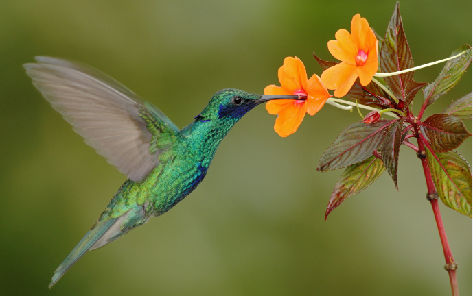 Conoce el secreto de los colibríes para conservar su energía