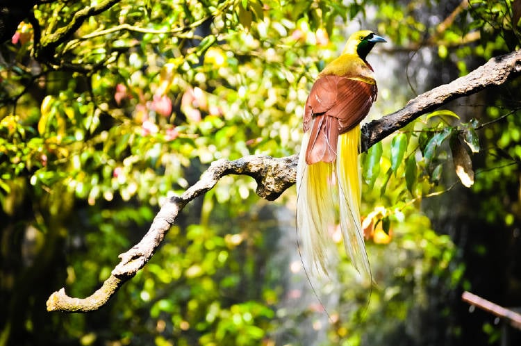 aves indonesia aves indonesia