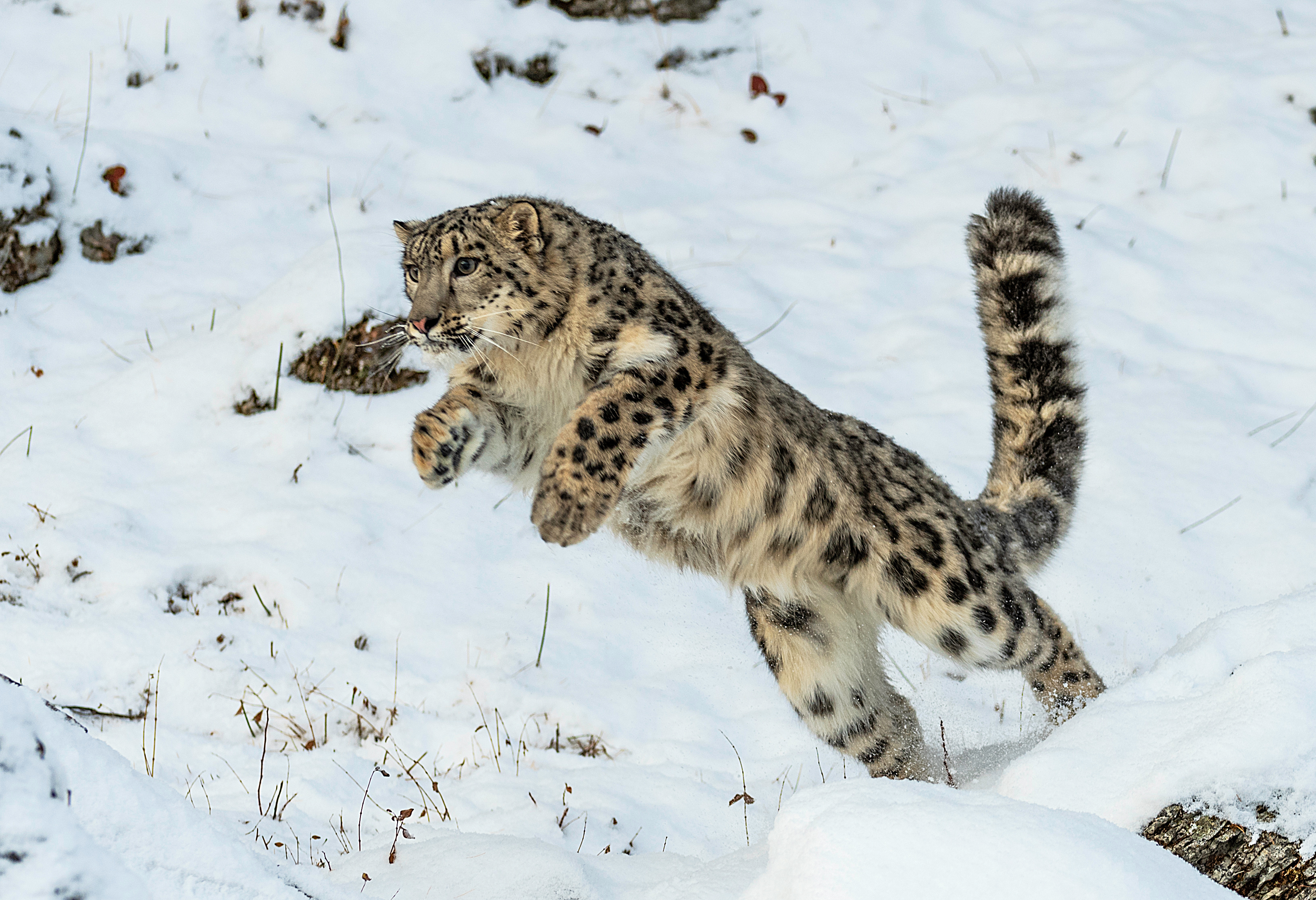 curiosidades leopardo de las nieves. 