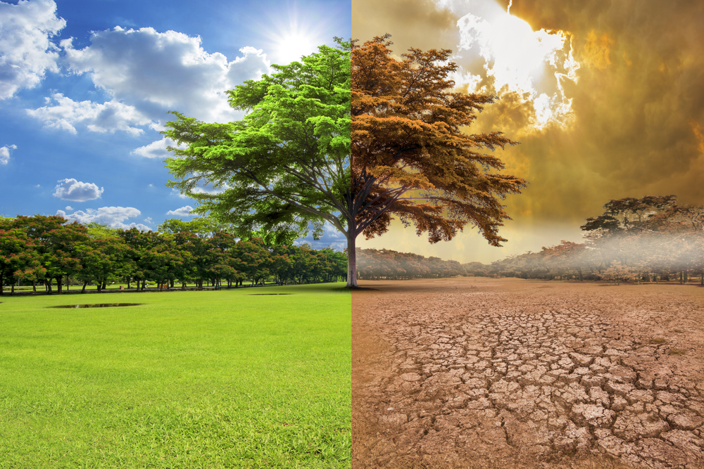 Un árbol creciendo en un campo y en un desierto ilustra el cambio climático