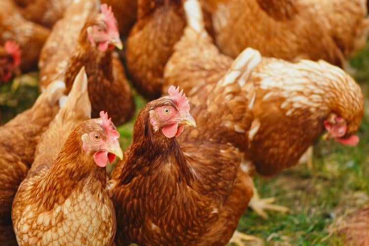 Foto de Alexas Fotos en Pexels Gallinas en el suelo