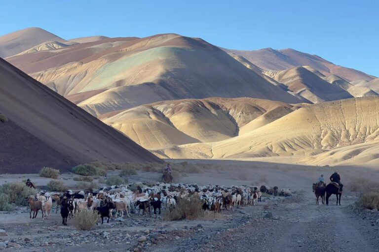 Pastoreo Comunidad Colla de Pai Ote 768x512 Pastoreo Comunidad Colla de Pai Ote 768x512