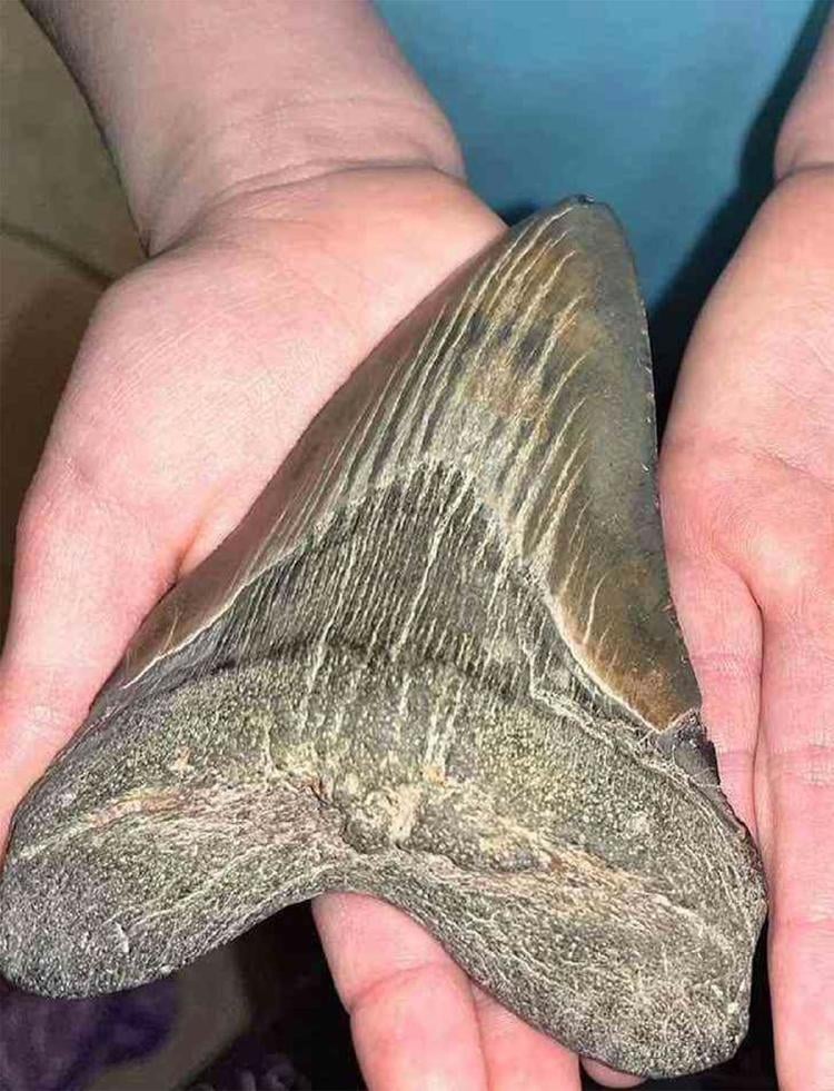 niña megalodon2 Facebook Calvert Marine Museum niña megalodon2 Facebook Calvert Marine Museum