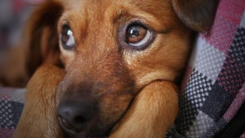 perro Mientras muchos disfrutan del espectáculo en el cielo, nuestros perros suelen experimentar niveles de ansiedad y miedo ante los estruendos fuertes y explosivos.(Foto: Pinterest)