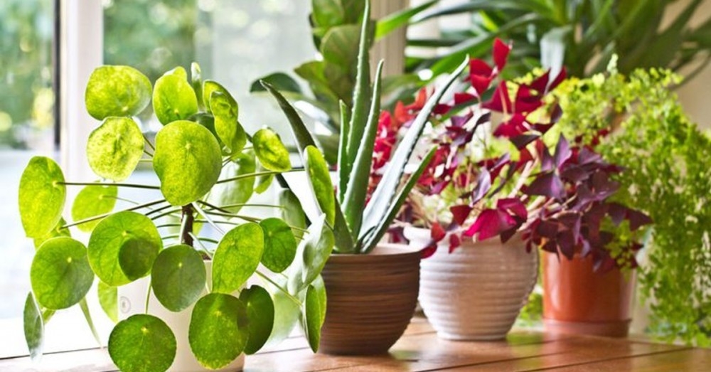 Resultado de imagen para 5 plantas que harÃ¡n de tu hogar un ambiente mÃ¡s purificado