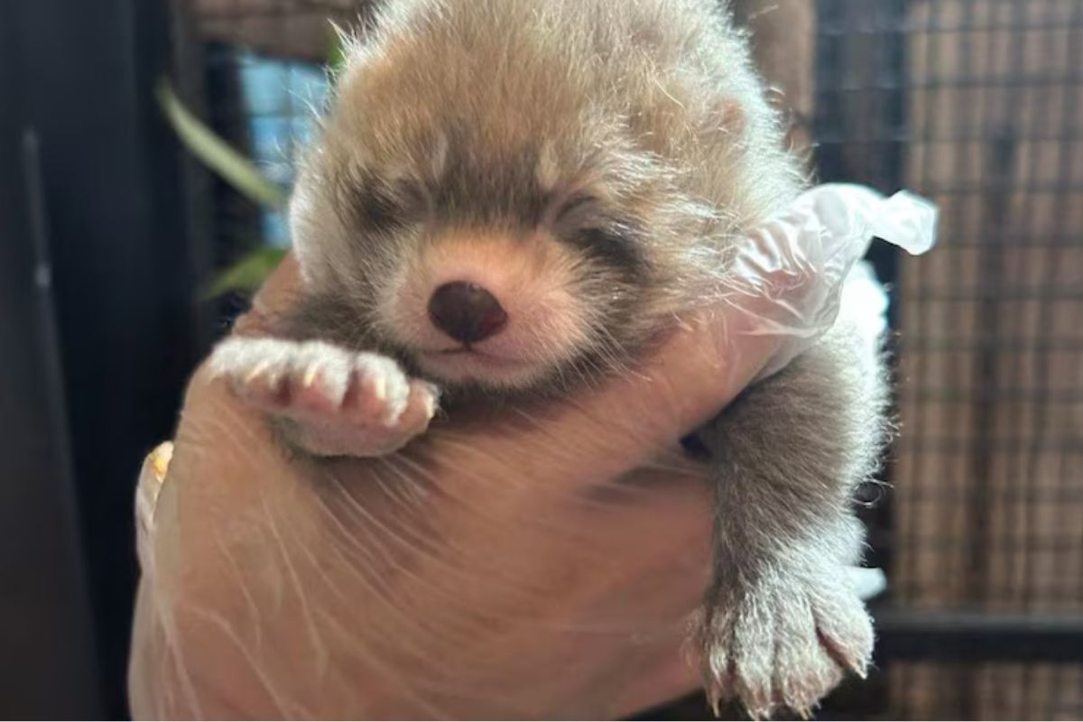 Nacen dos pandas rojos en ZooMontana: un paso clave para la conservación de la especie. (INFOBAE)