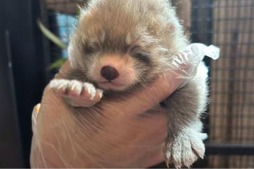 oso Nacen dos pandas rojos en ZooMontana: un paso clave para la conservación de la especie. (INFOBAE)