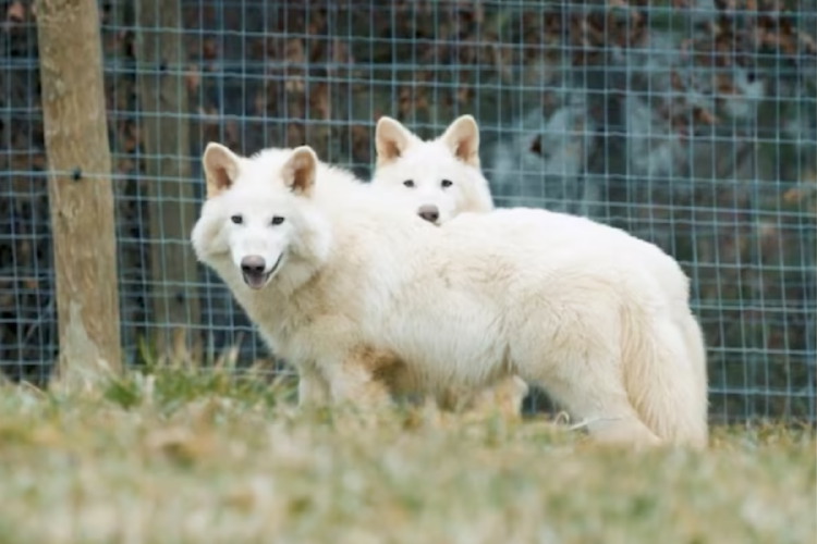 lobos “Estamos creando copias funcionales de algo que solía estar vivo”, expresó en una entrevista Beth Shapiro. (Foto: Pinterest)