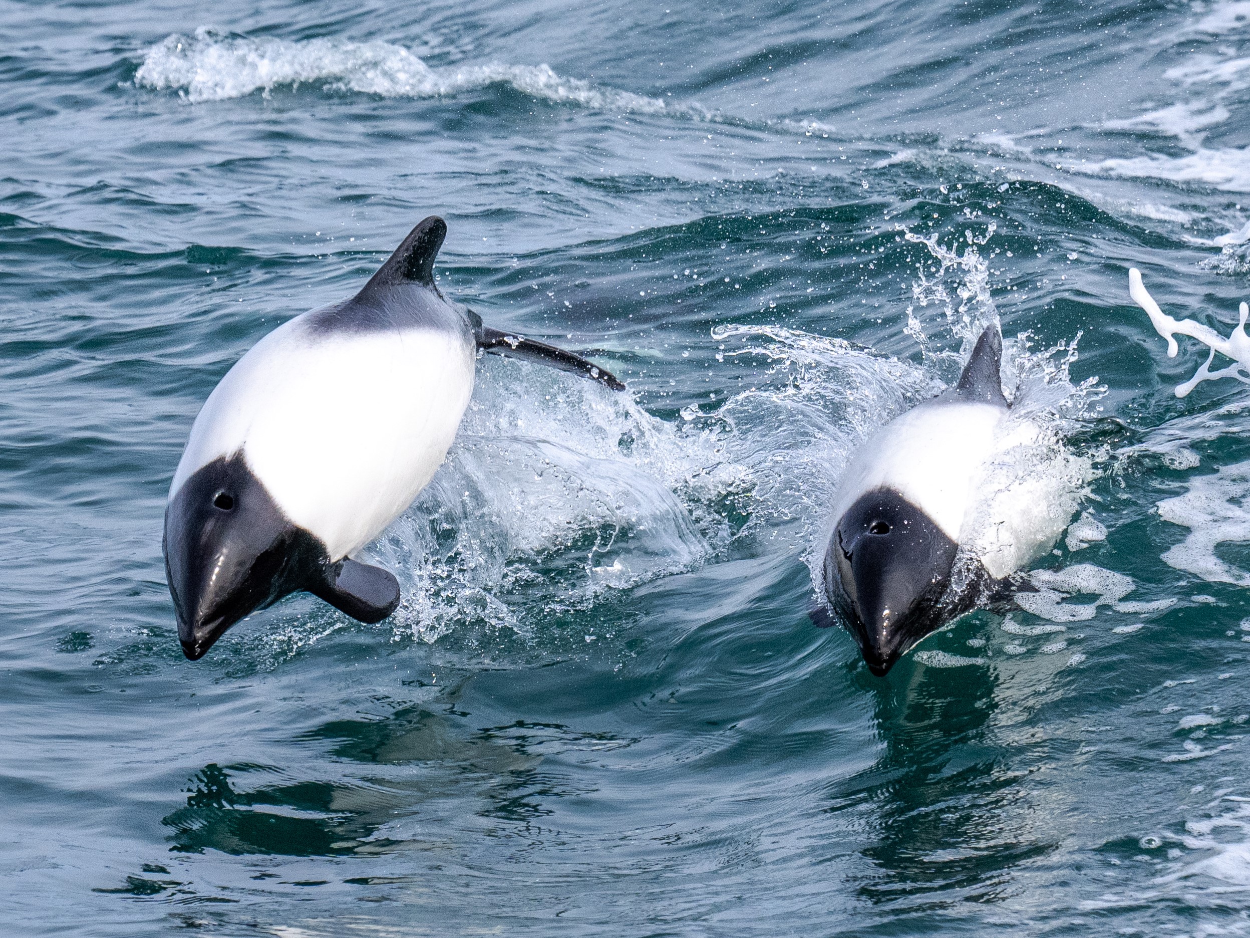 Toninas Overas en Santa Cruz, Foto por Joel Reyero Toninas Overas en Santa Cruz, Foto por Joel Reyero