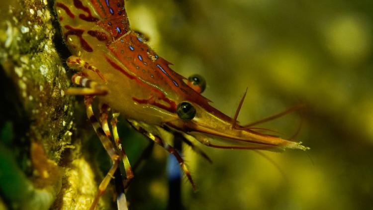 Camaron Pintado, el mas colorido de los crustaceos del Canal Beagle