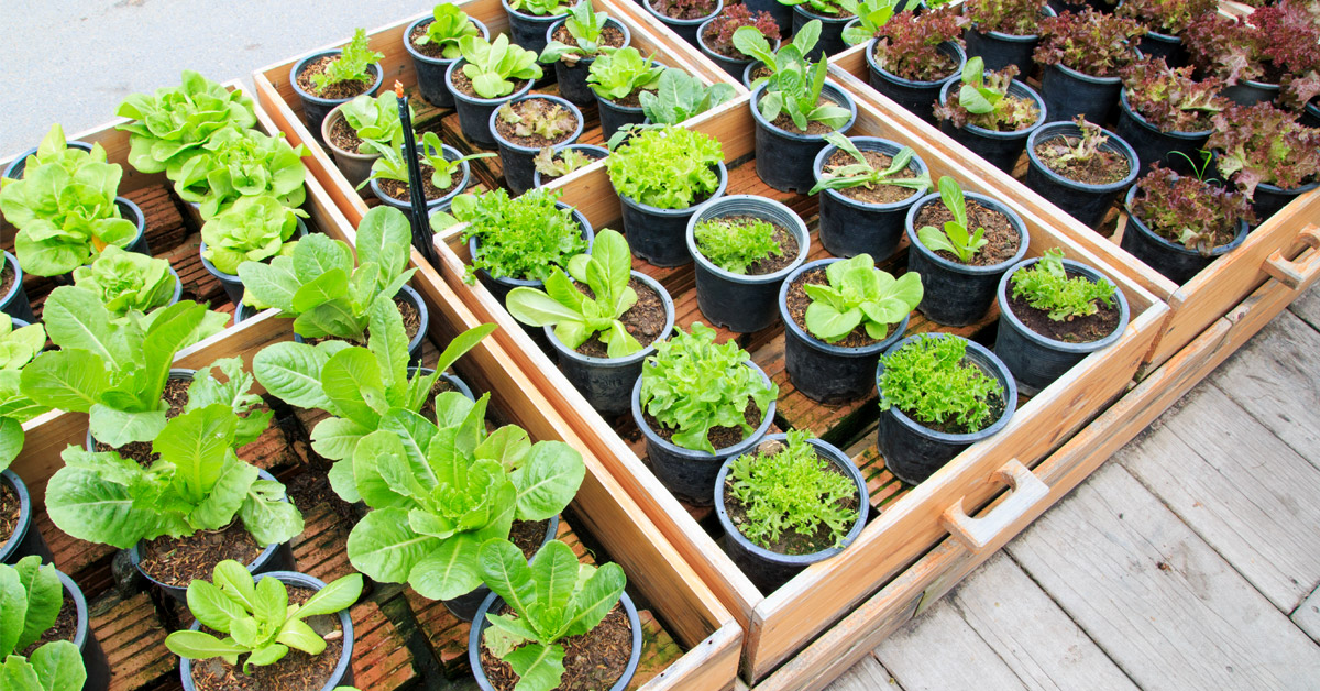 aprovechar combinacion plantas huerta aprovechar combinacion plantas huerta