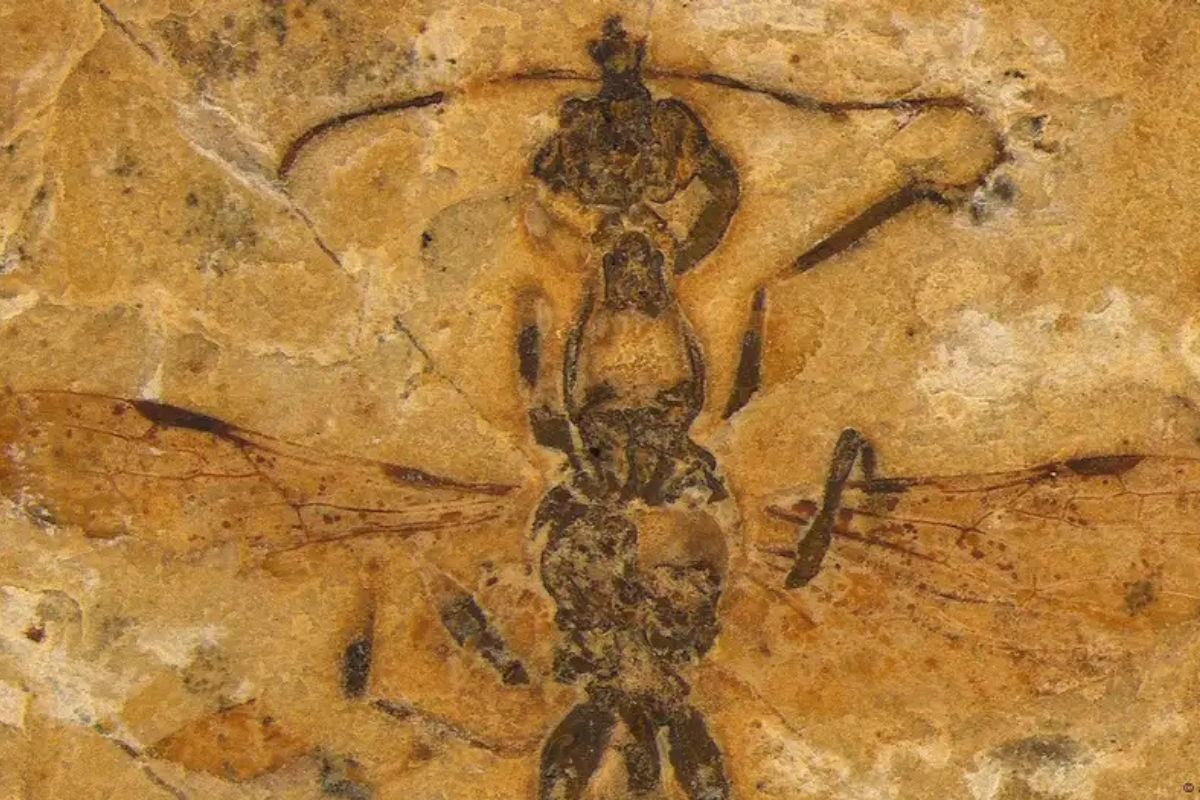 fosil hormiga