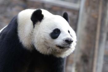 PANDA PANDA