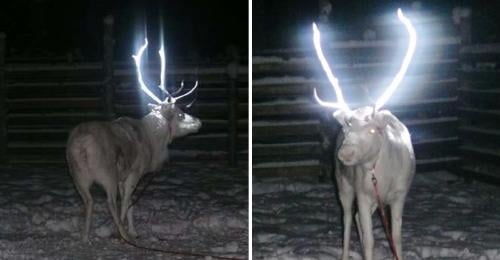 renos reflectantes renos reflectantes