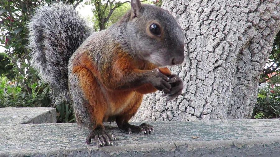 Ardilla de vientre colorado Ardilla de vientre colorado