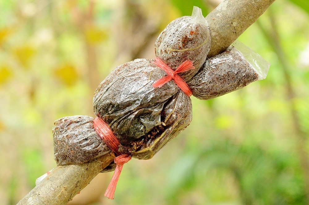 Cómo Transformar Una Rama De Tu Frutal En Un Nuevo árbol