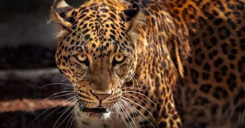 ¿El tren maya está matando a miles de jaguares?